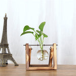 Swinging Vase Plant - Organiza